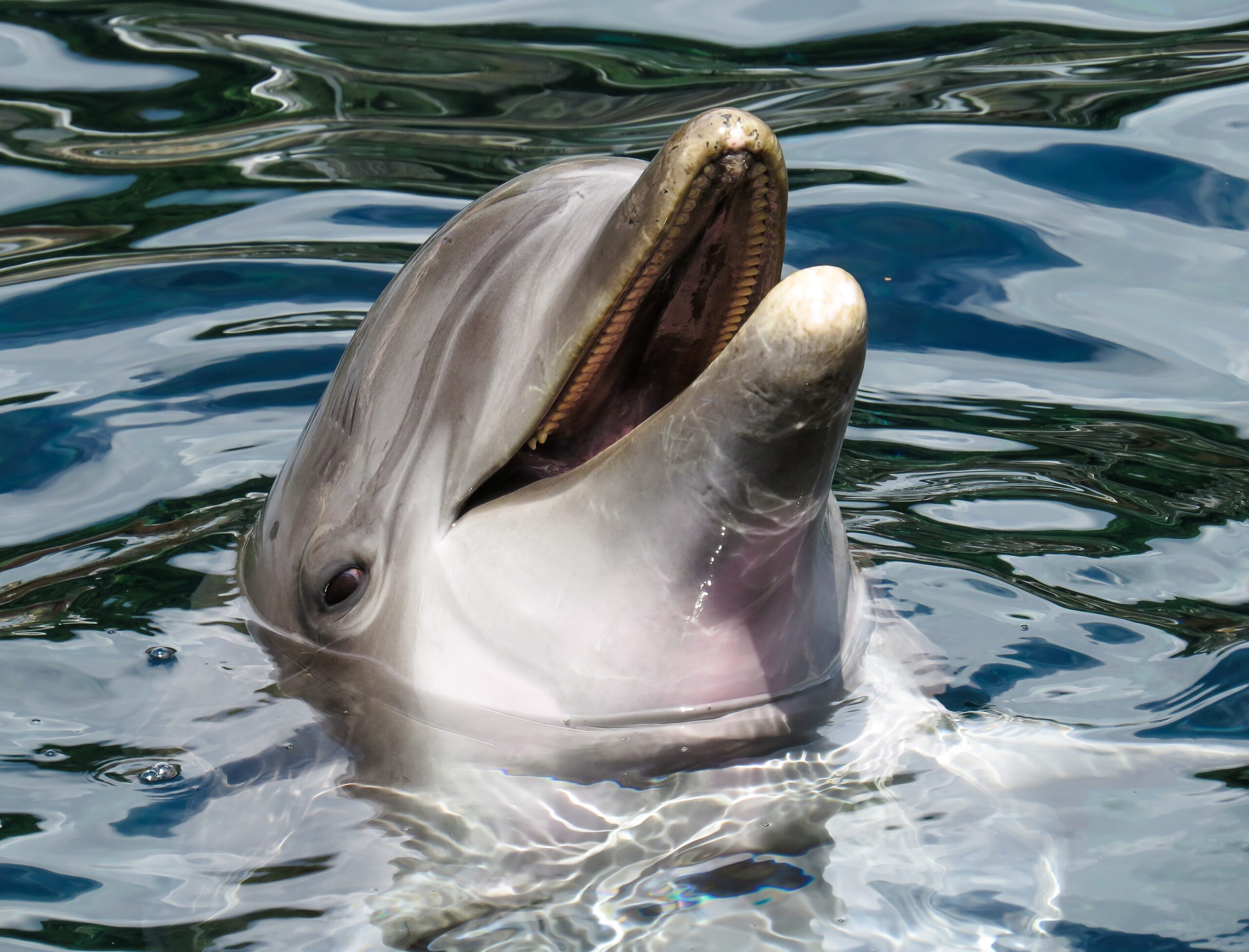 Dolphin s head in the surface